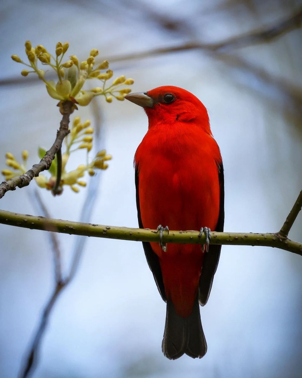 全身红色的鸟动物图片