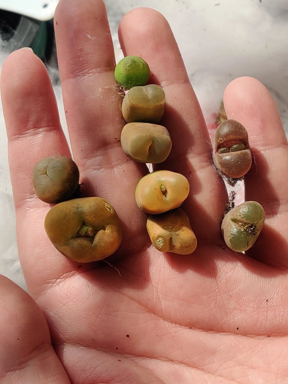 生石花缀化开箱 189缀化,毛汉尼缀化,喜欢各种奇形怪状