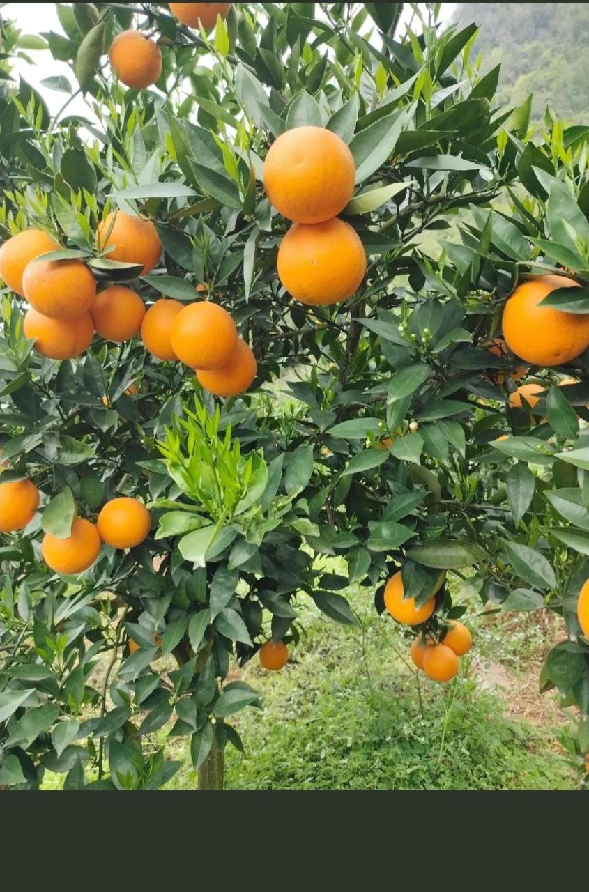 15万斤夏橙,1.8块钱,70以上百分之八十,果面干净,口感好,硬度好.