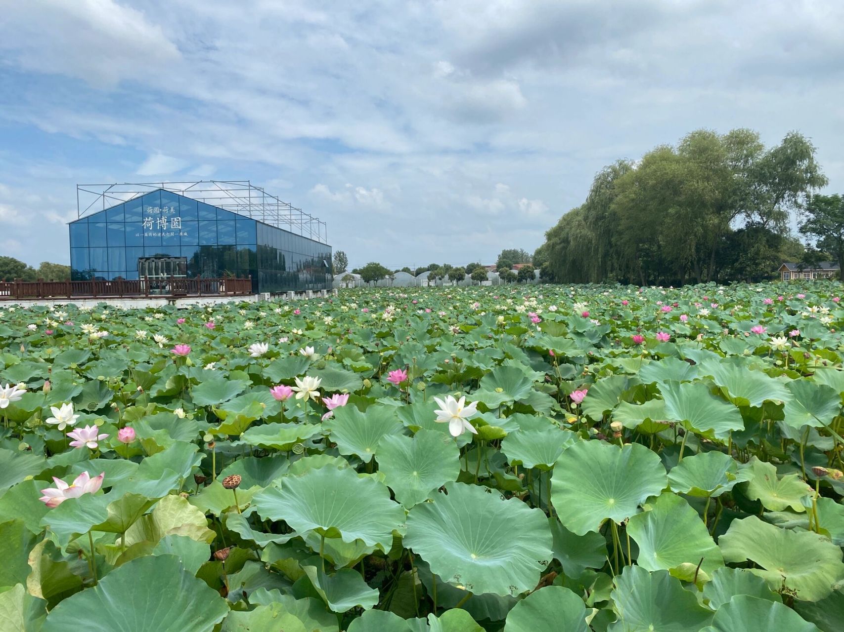 宝应荷园 哈哈哈活了这么多年,作为金湖人第一次去宝应真是醉了.