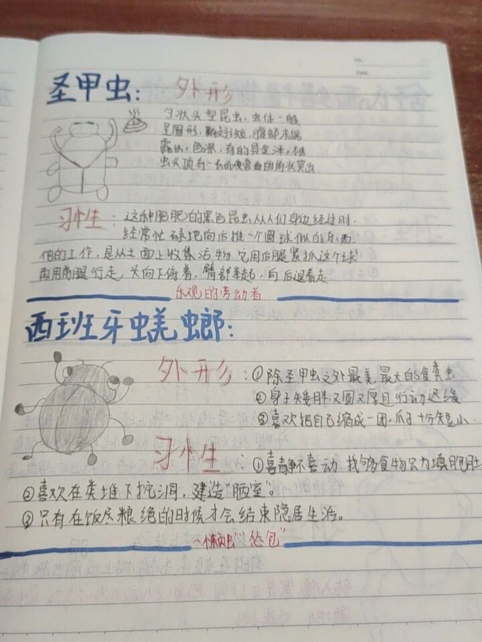 昆虫记昆虫档案(三)    ①圣甲虫 ②西班牙蜣螂