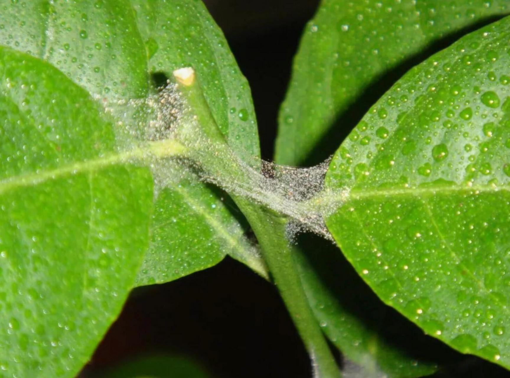 红蜘蛛植物发病图片图片