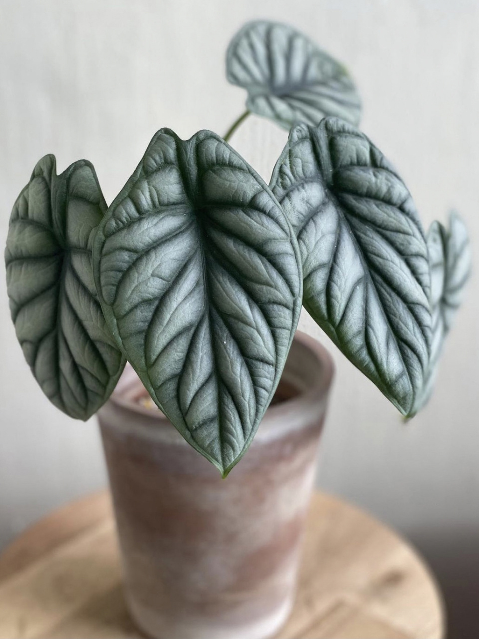 好看好养的室内植物推荐13白犀牛海芋 白犀牛海芋(alocasia baginda 