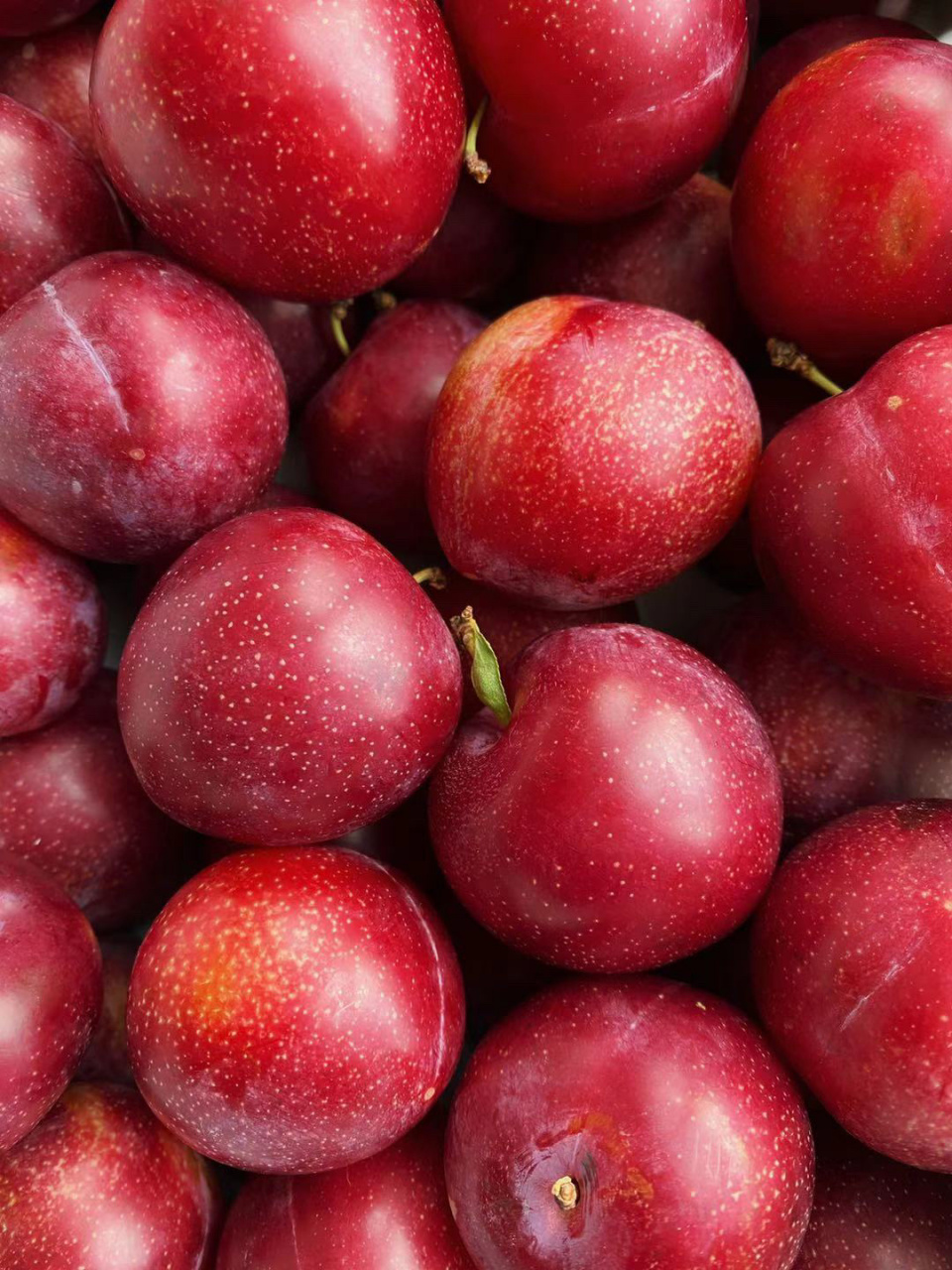 澳洲樱桃李,好东西一定要吃的明白!