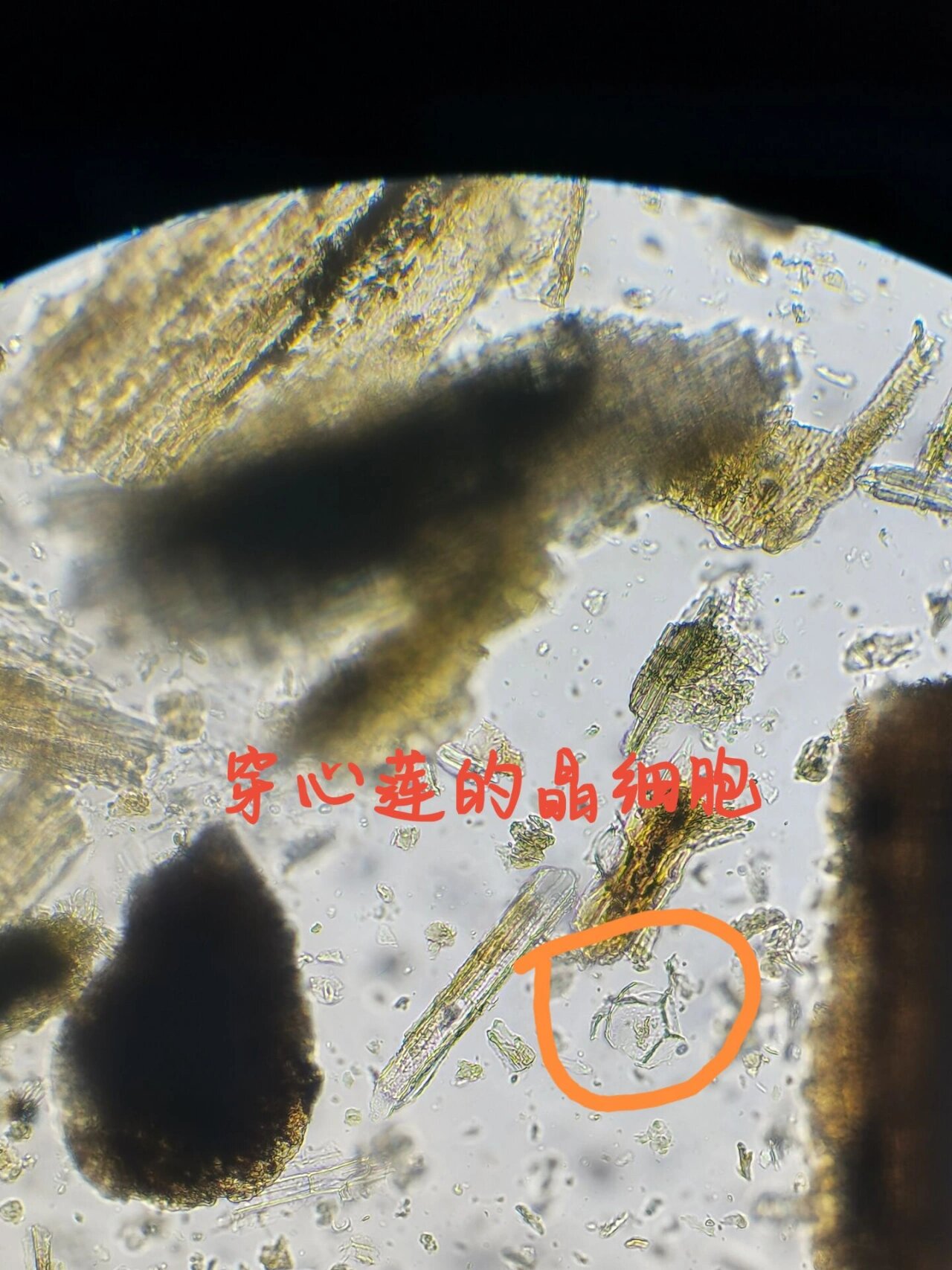 来一组穿心莲粉末的显微图 嘿嘿,好几天没更新了,今天来一组穿心莲的