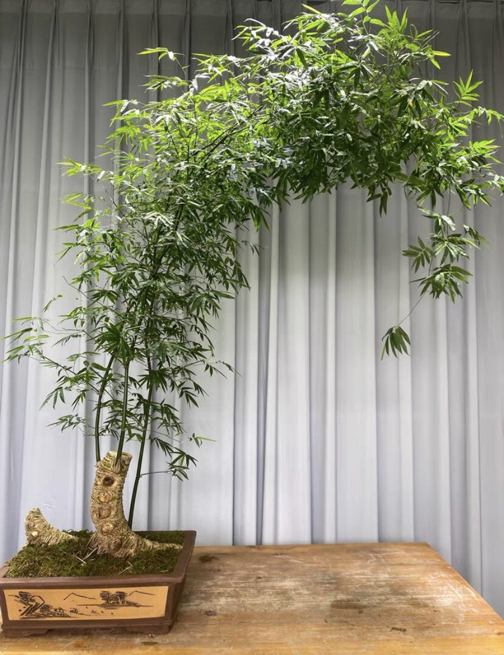 簕竹盆景