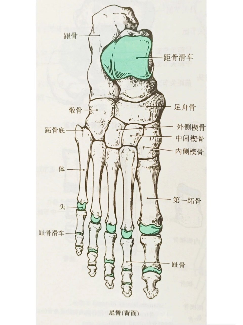 脚骨骼图(图源于网络) 人体结构