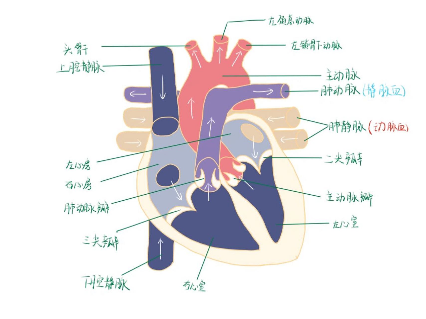 心脏图片结构图手绘图图片