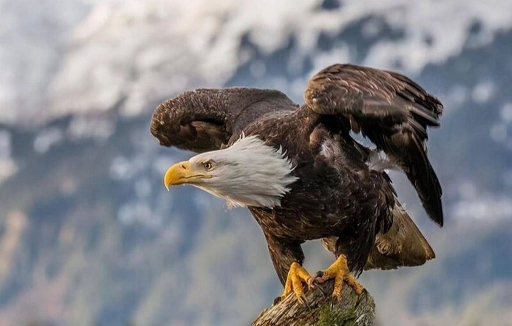 鹰丨隼形目鹰科鹰属07 989898 国家二级以