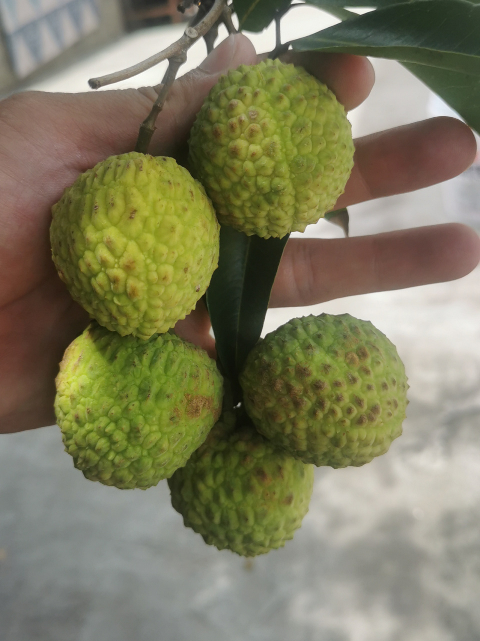 青皮荔枝比普通荔枝稍大,成熟后表皮通体青色,剥开有种茉莉花香,谷忖