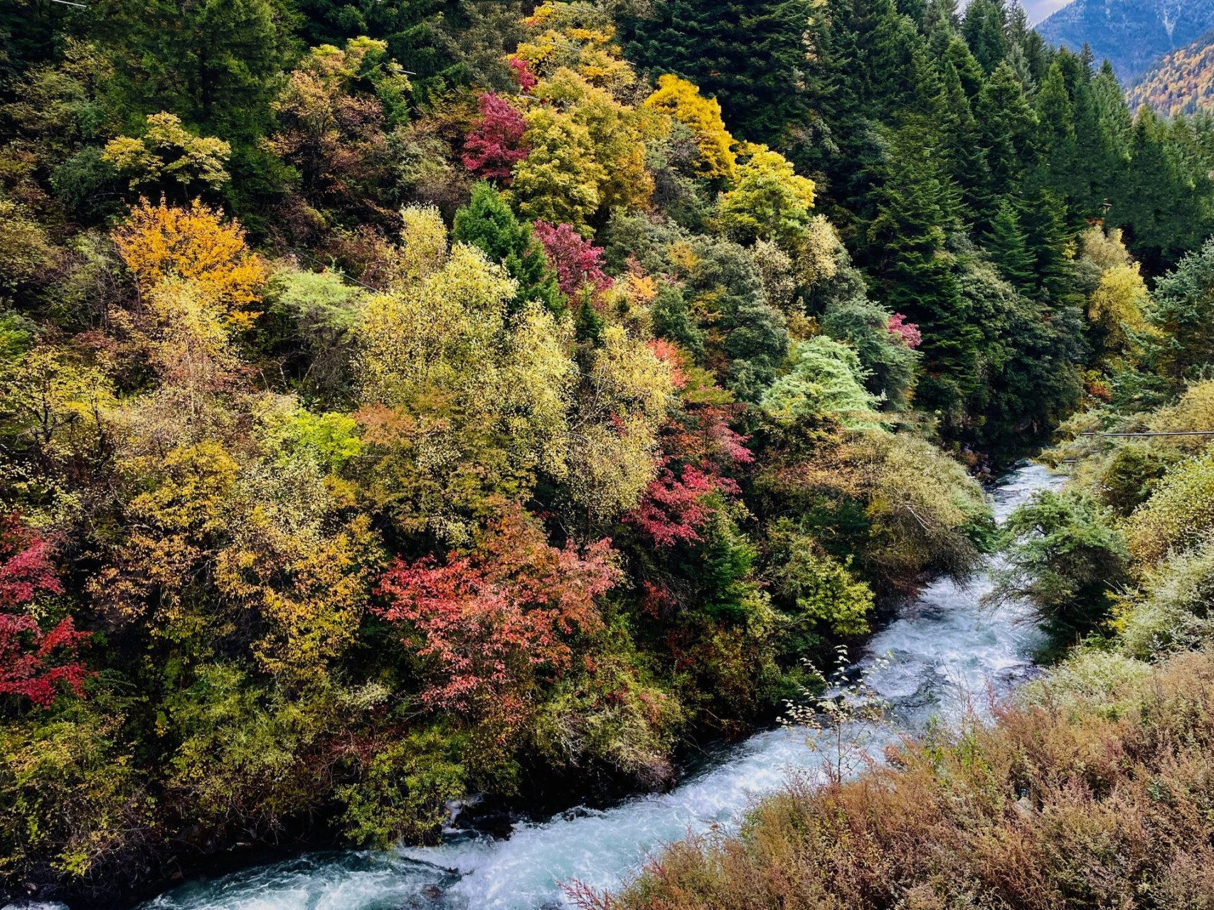 米亚罗风景区 米亚罗是我国最大的红叶景区之一,是九寨沟-黄龙寺旅游