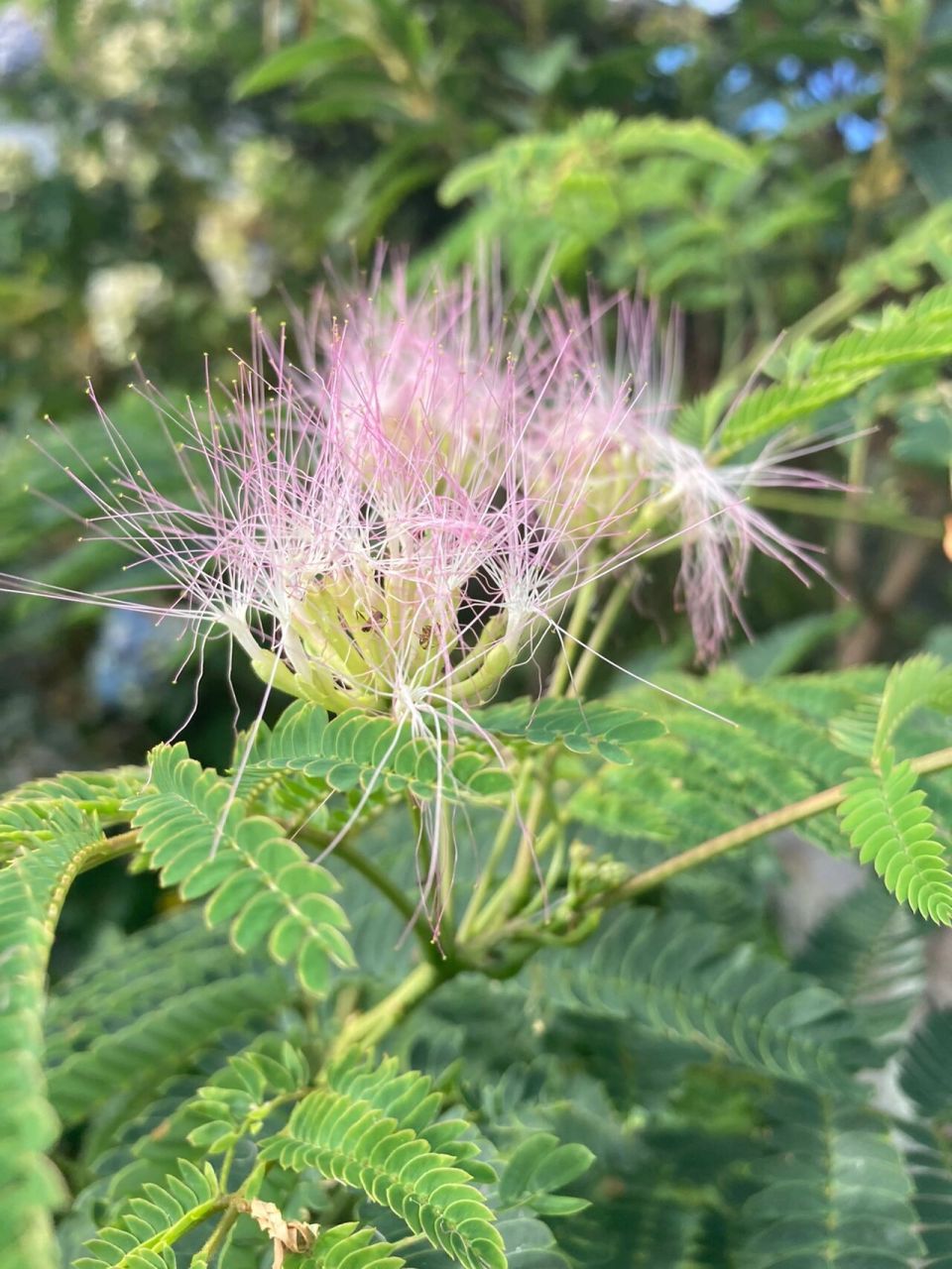 看榕树花