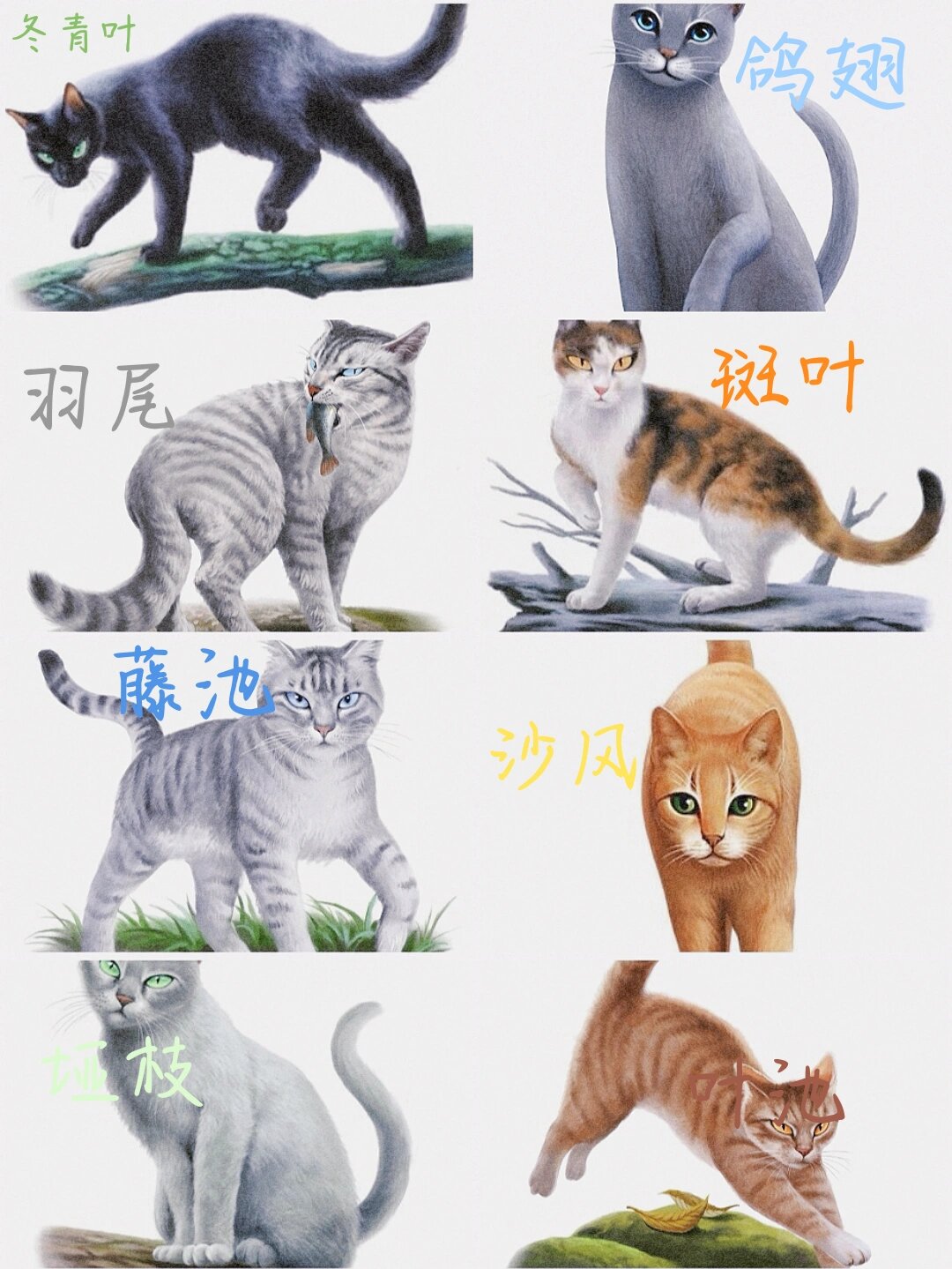 猫武士纹尾图片