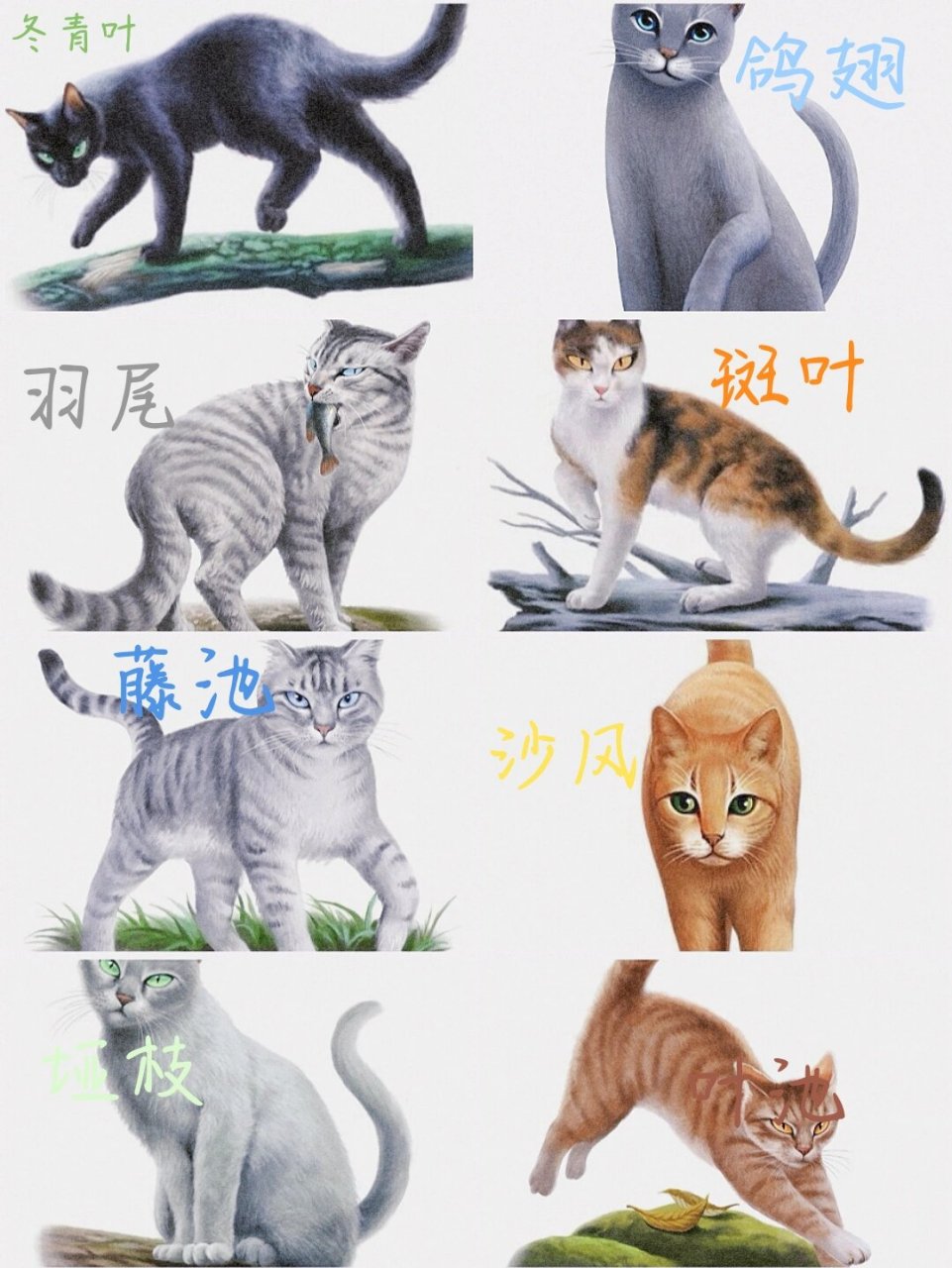 猫武士落叶x冬青叶图片