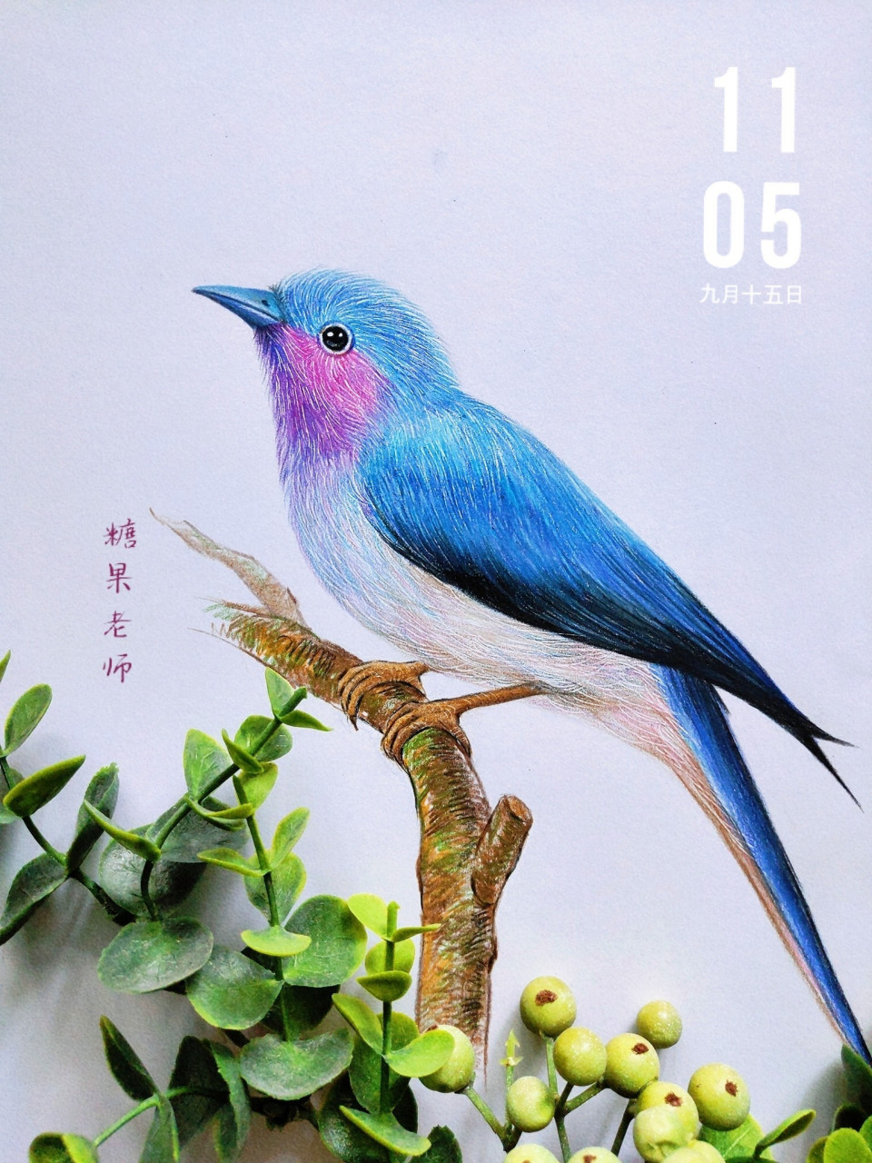 彩铅——鸟(含线稿/过程图)