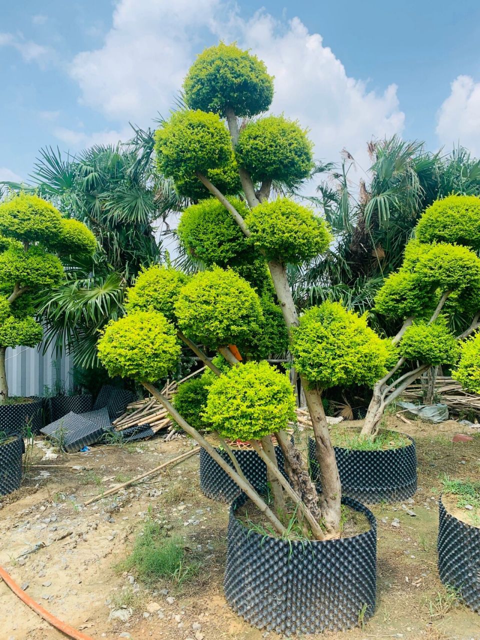 亮晶女贞能耐寒,它的适应性较强,可以耐寒零下十几度的低温