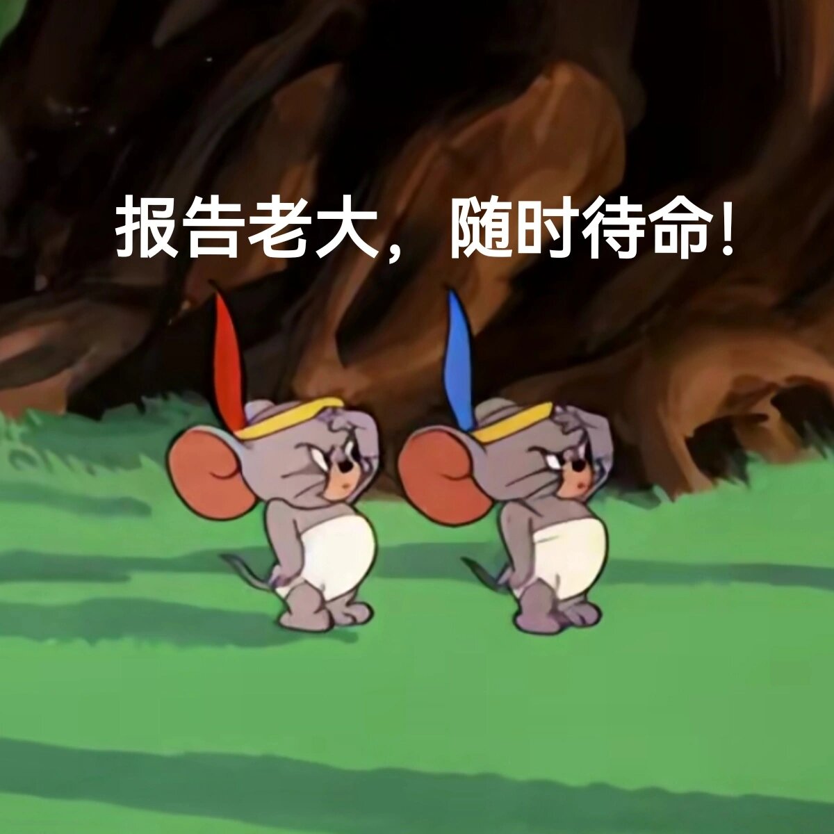 一些猫和老鼠表情包32
