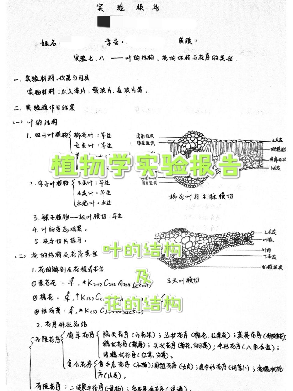 植物学实验报告Ⅰ叶,花的结构 花序模式图非全部 只画了观察的