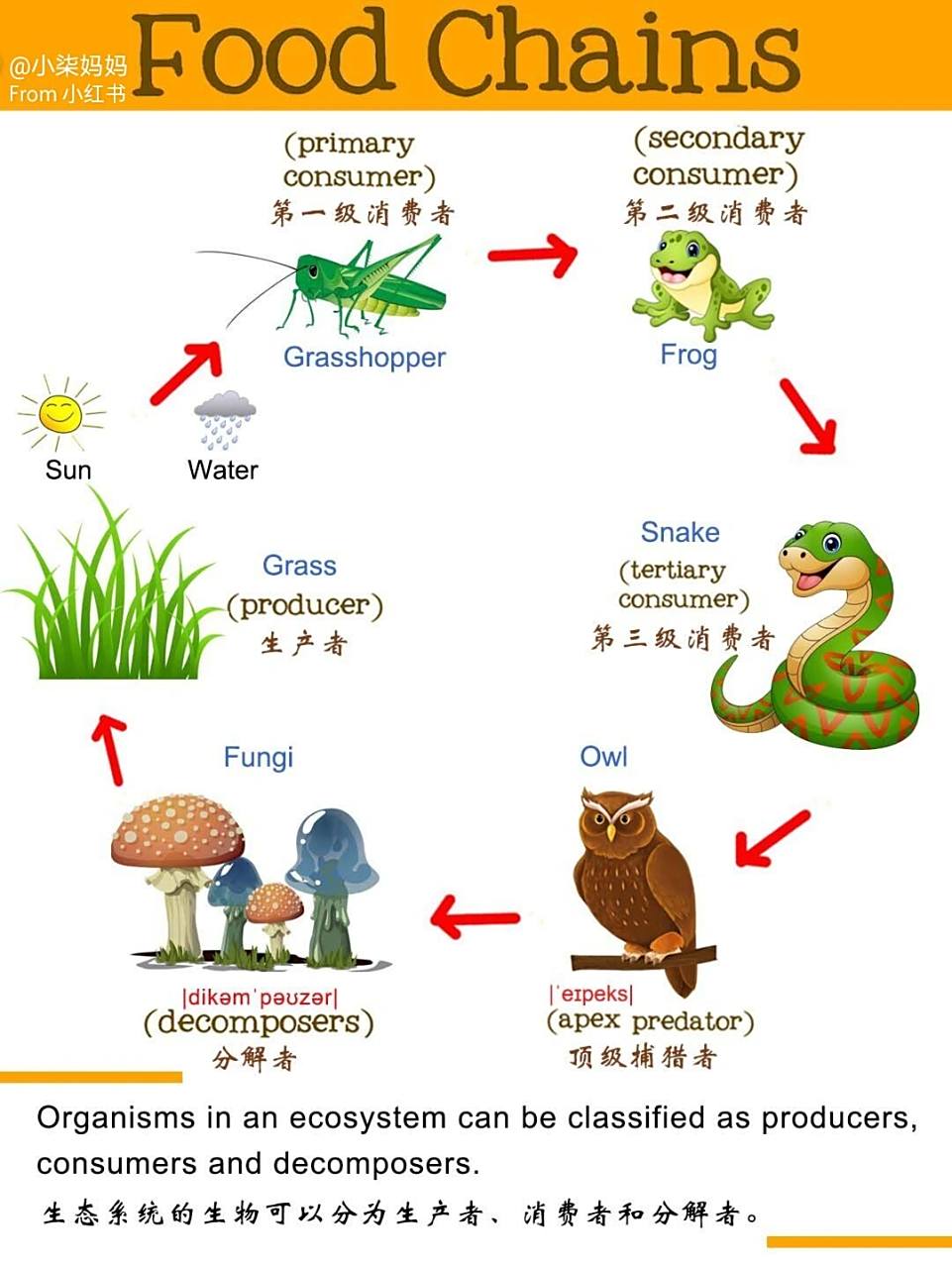 科普&亲子英语|带孩子认识食物链和生态系统 嗨,新年好呀96 今天的