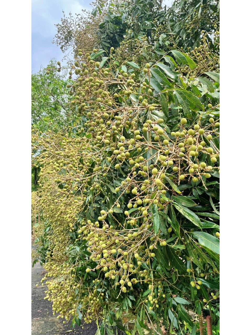 野生龙眼 太争气了这棵树