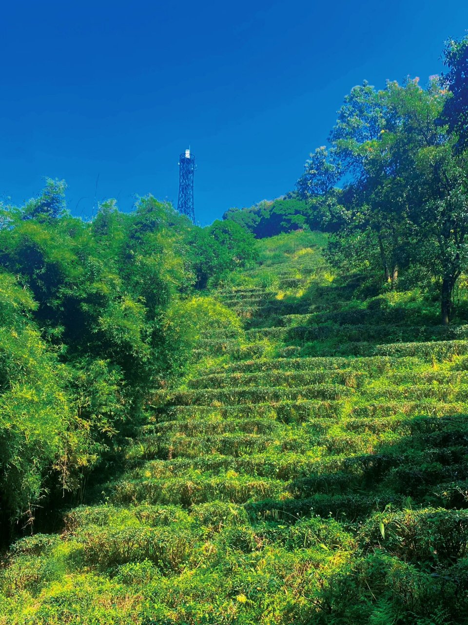 大岭山森林公园茶山顶图片