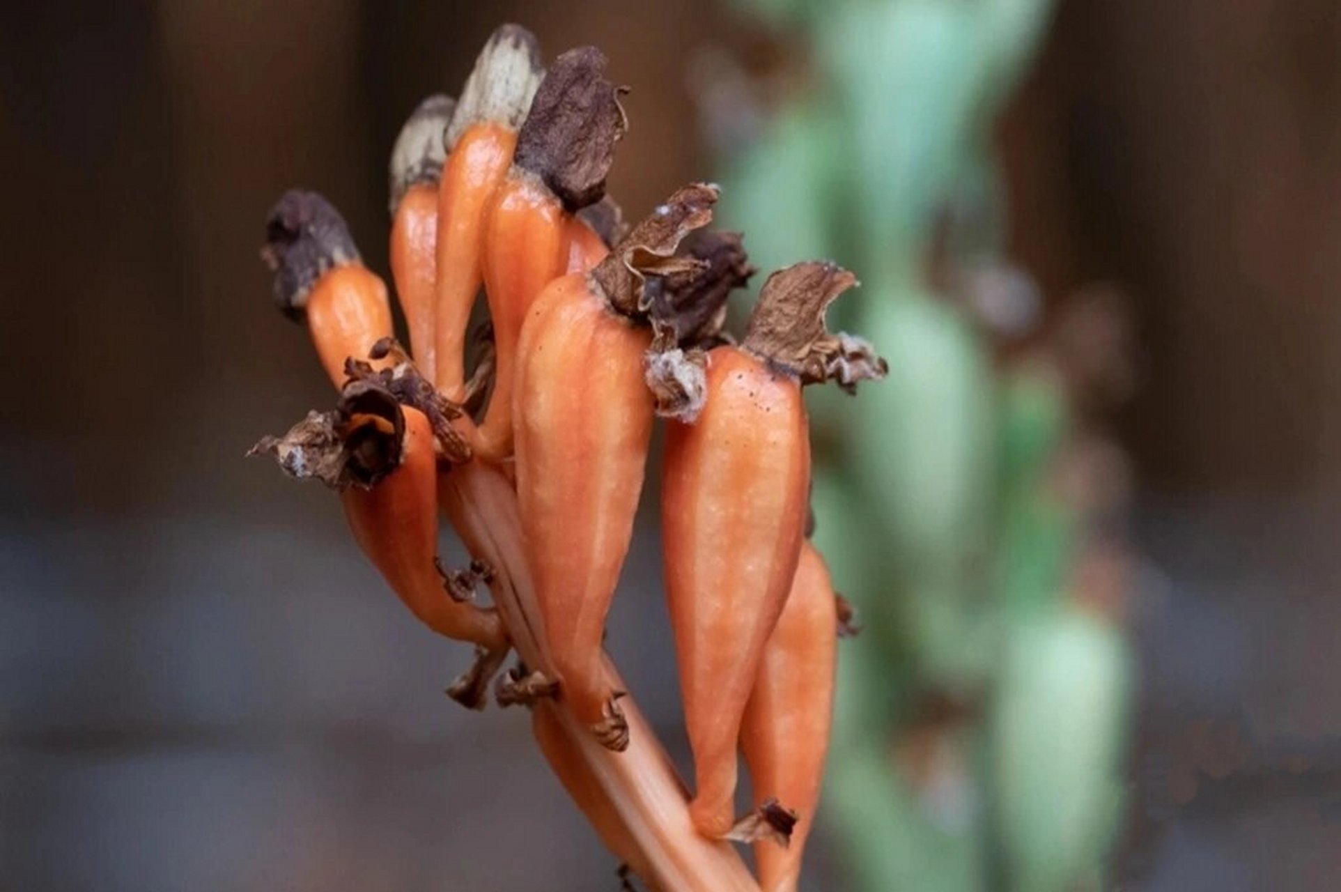 的几种类型 天麻为兰科天麻属植物天麻gastrodia elata bl.