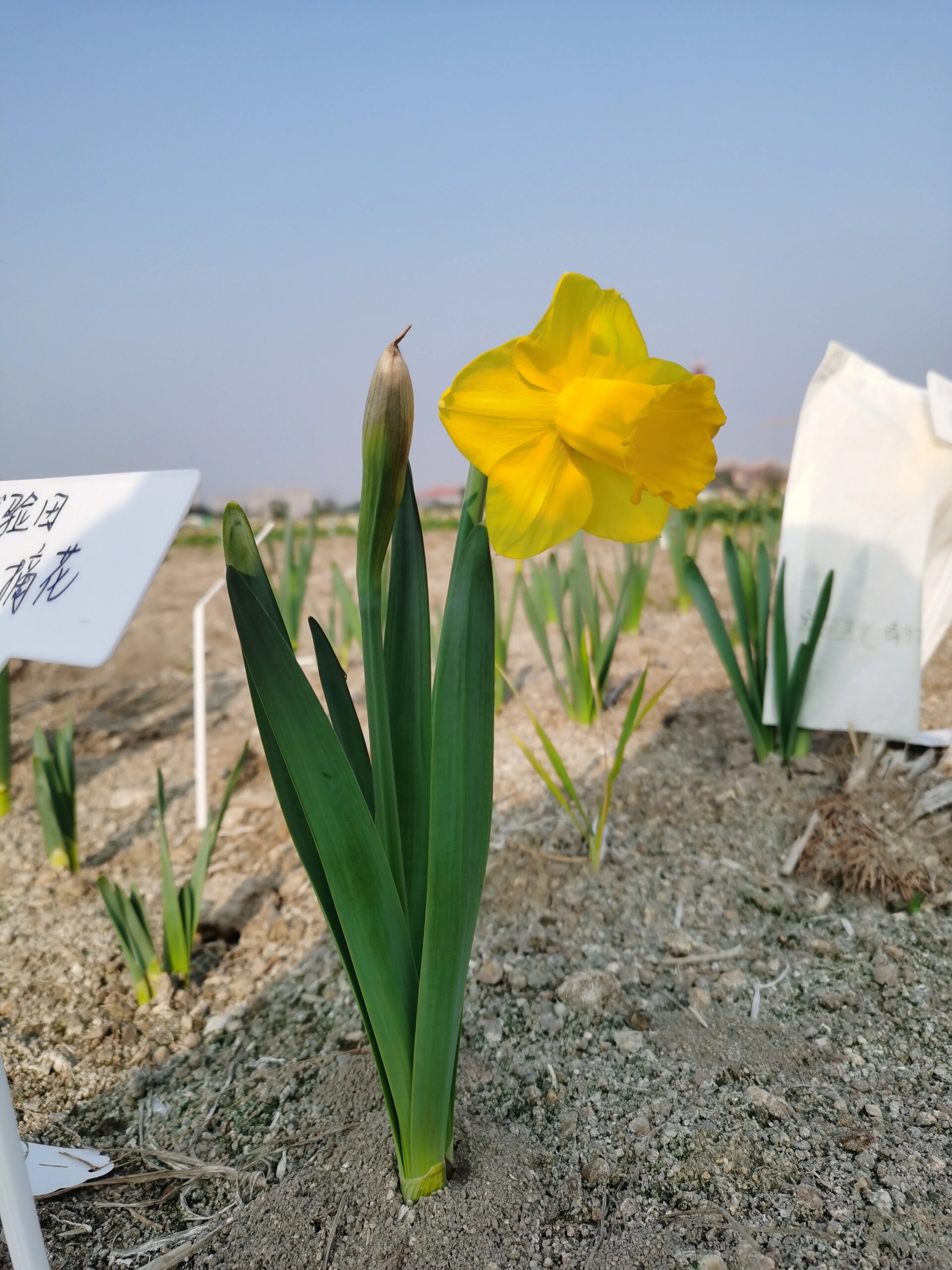 漳州花海图片