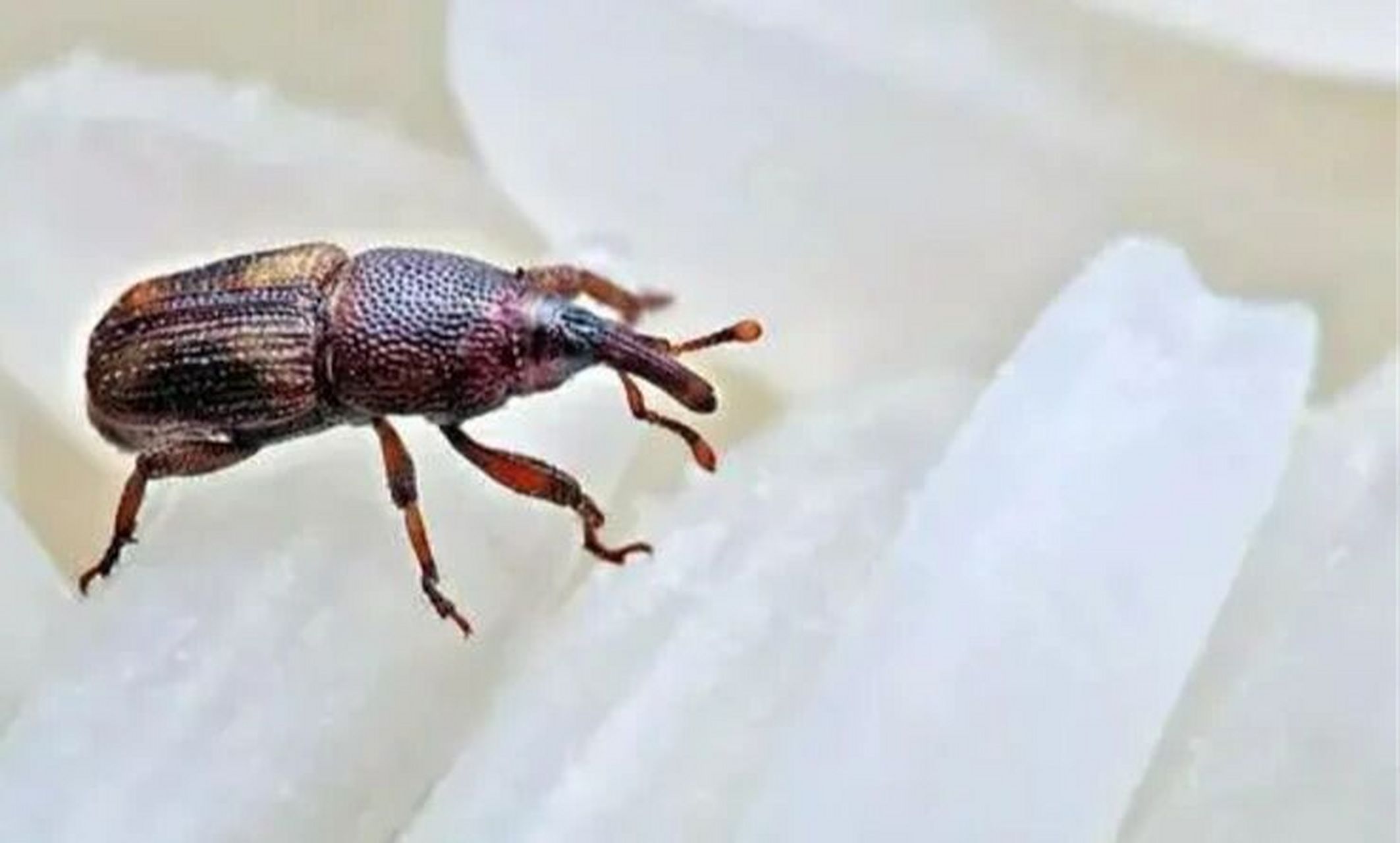 家里进了米象,它的防治方法来啦,要仔细看 米象是重要的仓储害虫之一