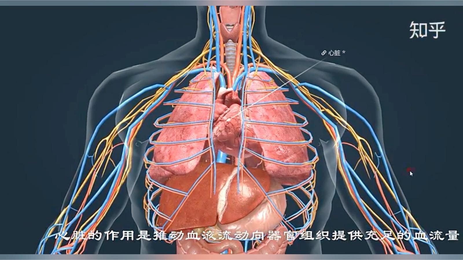 透视人体心脏和心血管循环系统