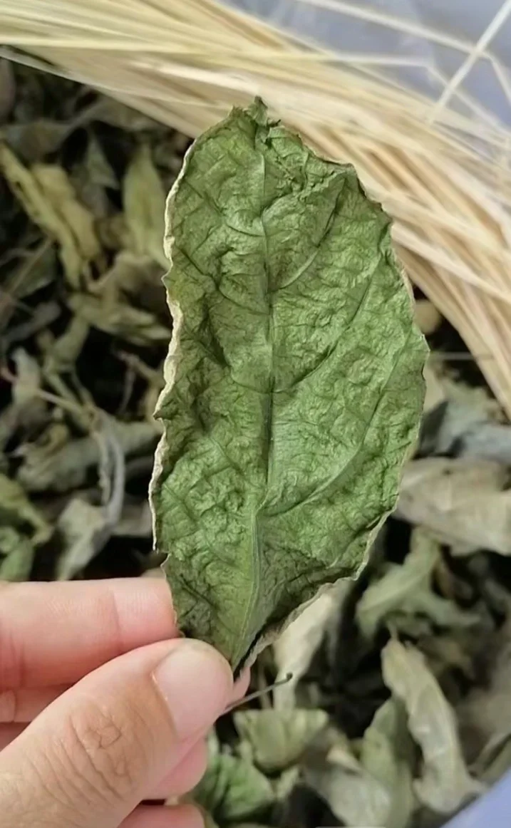 茶中"灵芝草"|海南特产【鹧鸪茶】 鹧鸪茶是海南(三亚)很多饭店的必备