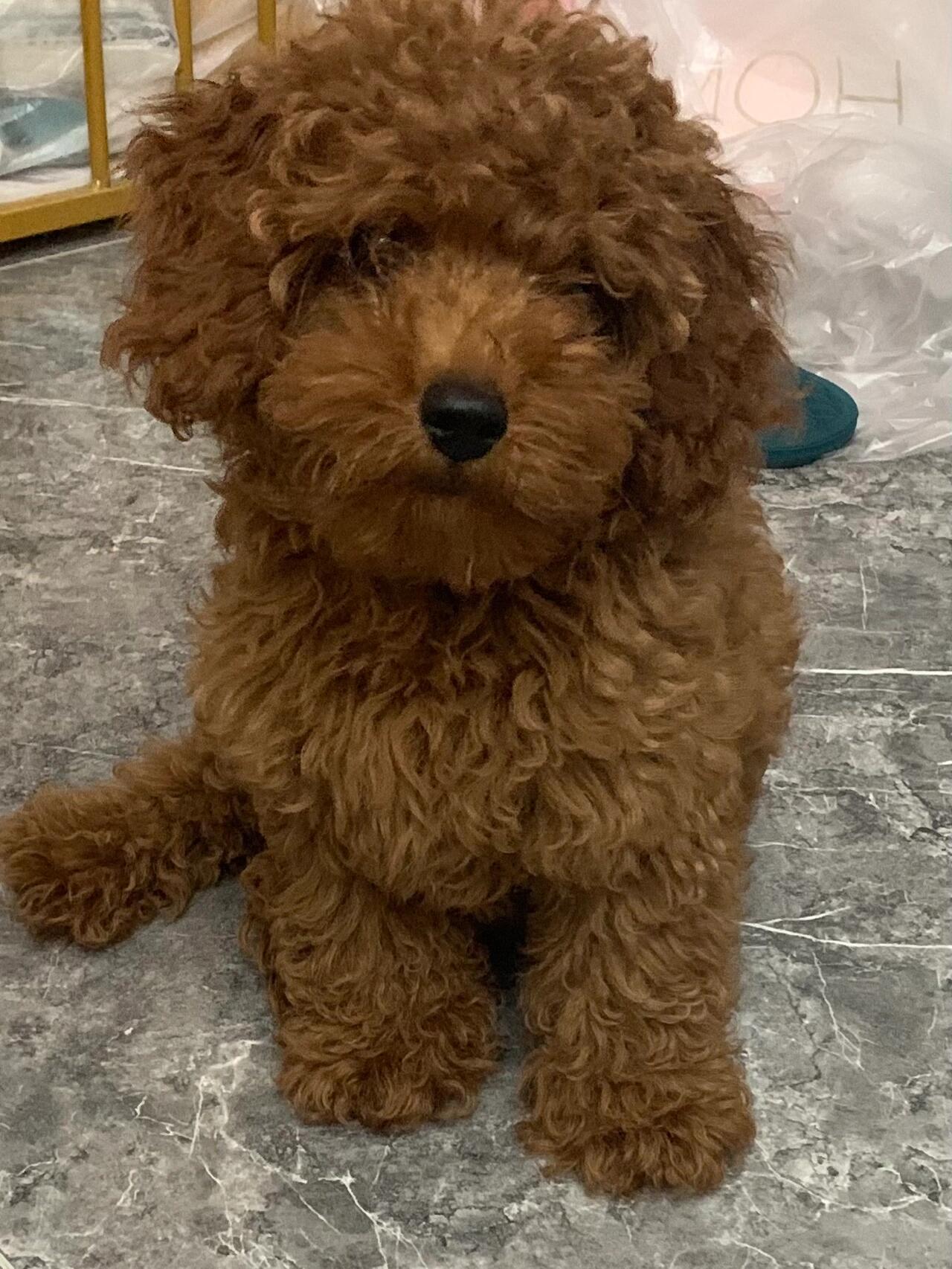 小泰迪第一次剪毛毛