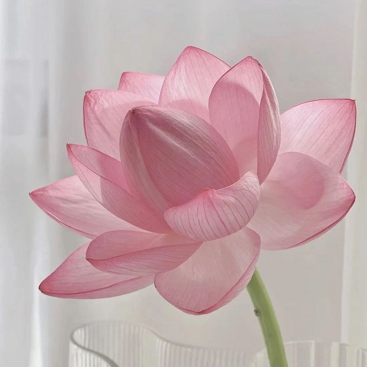 荷花头像,心平气和 如果你最近烦躁心情低落 建议你用这组头像 有助于