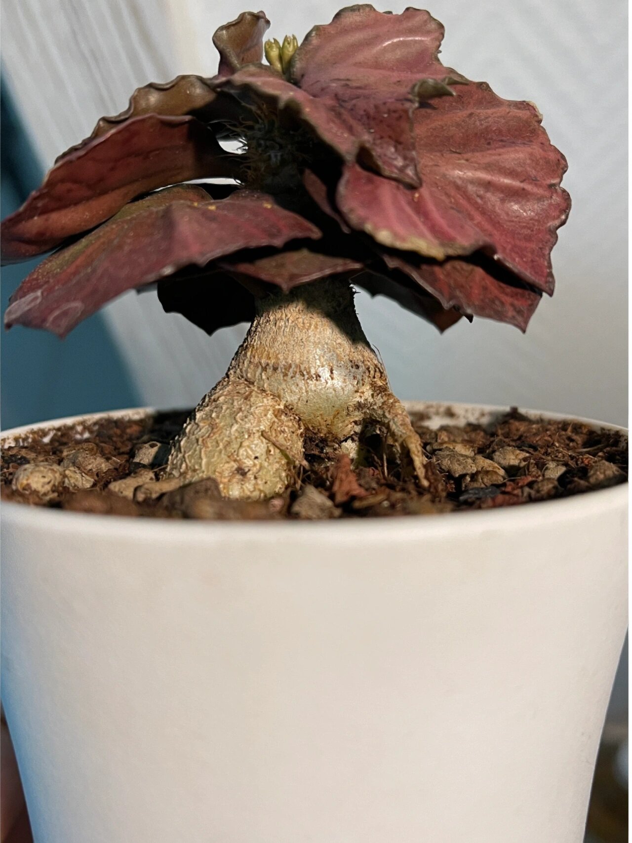 彩叶麒麟—根茎 彩叶麒麟是一种块根型植物,它的根茎和叶子都有着各种