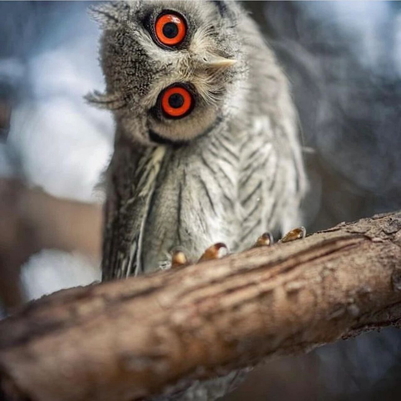 总爱歪头的猫头鹰,不担心得颈椎病么? 你注意过吗?