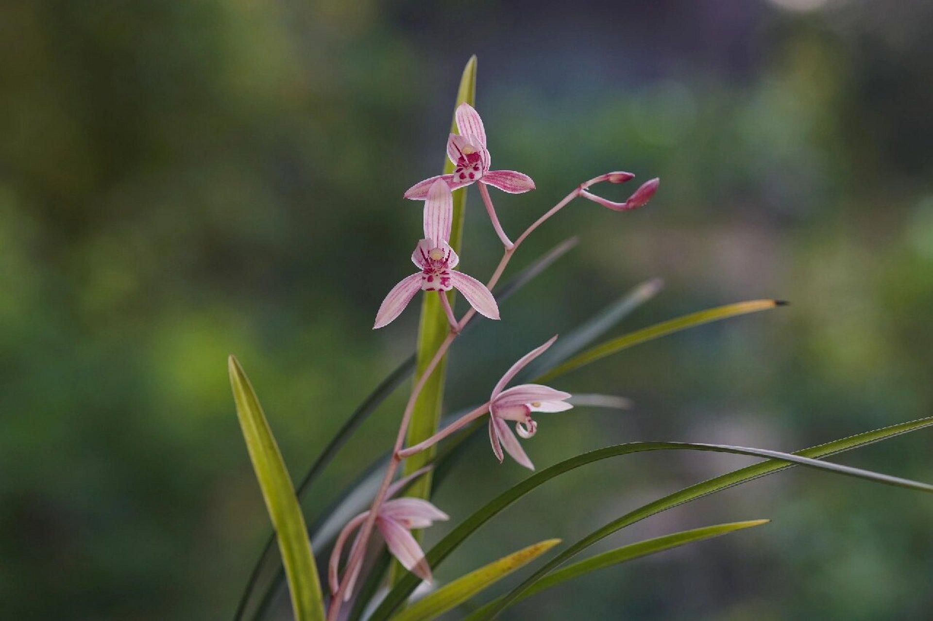 建兰"胭脂红" 比较水嫩的粉色,就是名字太俗了