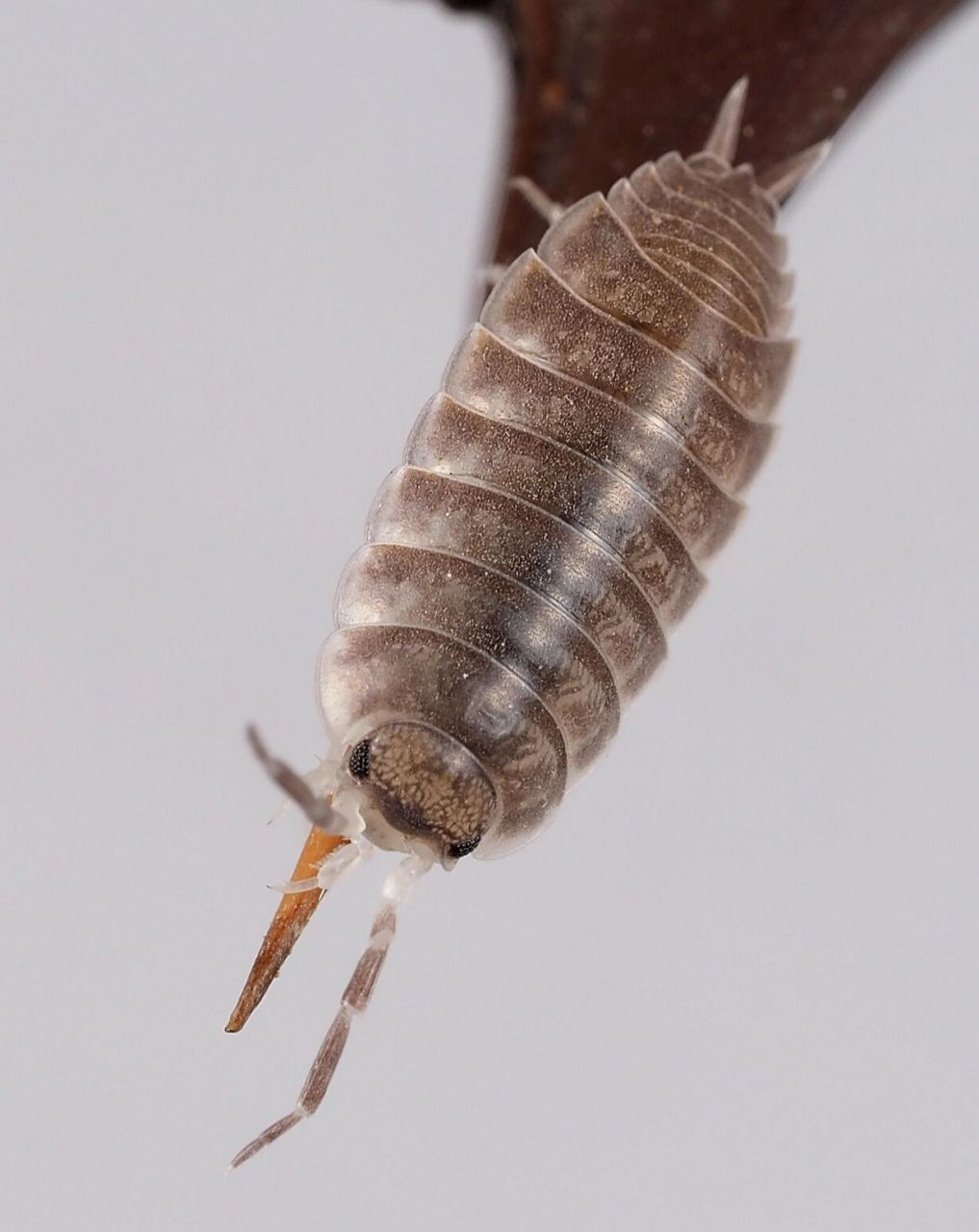 家里潮虫太多怎么除掉 潮虫又称为鼠妇,体椭圆形或长椭圆形,较平扁