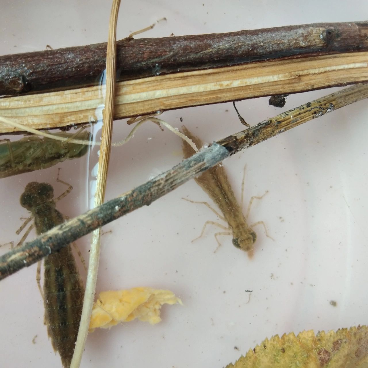 蜻蜓幼虫吃什么? 救命,抓了几只.它们吃什么?怎么喂?奶粉,鸡蛋可以吗?