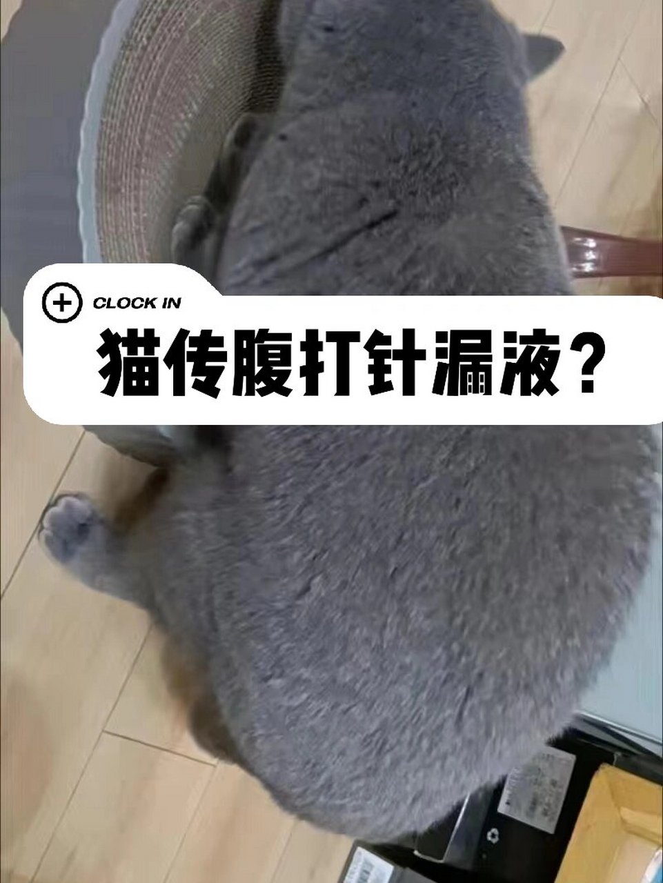 猫打针漏液图片