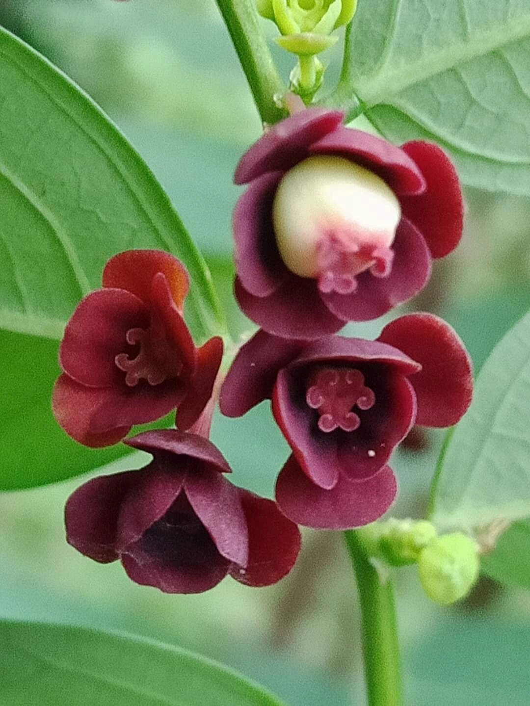 守宫木外形美观,嫩梢和嫩叶均可食用,而以 守宫木外形美观,嫩梢和嫩叶