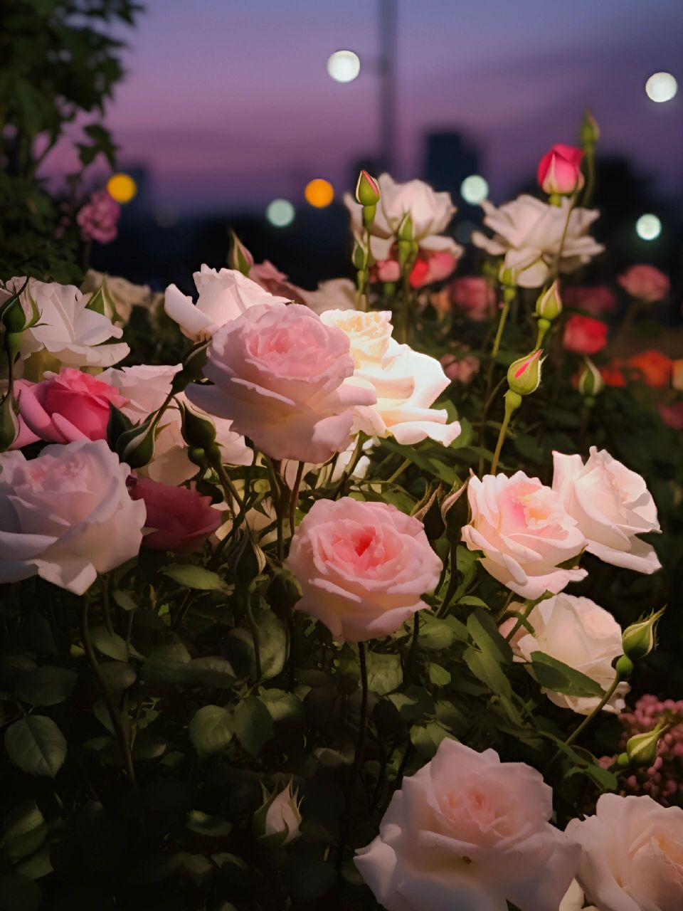 手机壁纸  玫瑰花壁纸  唯美壁纸