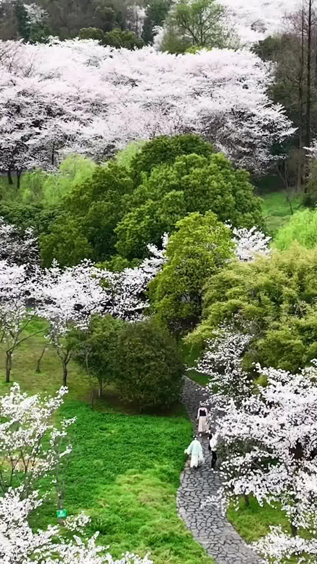 今日份宛委山樱花盛况,绍兴城区的赏樱胜地