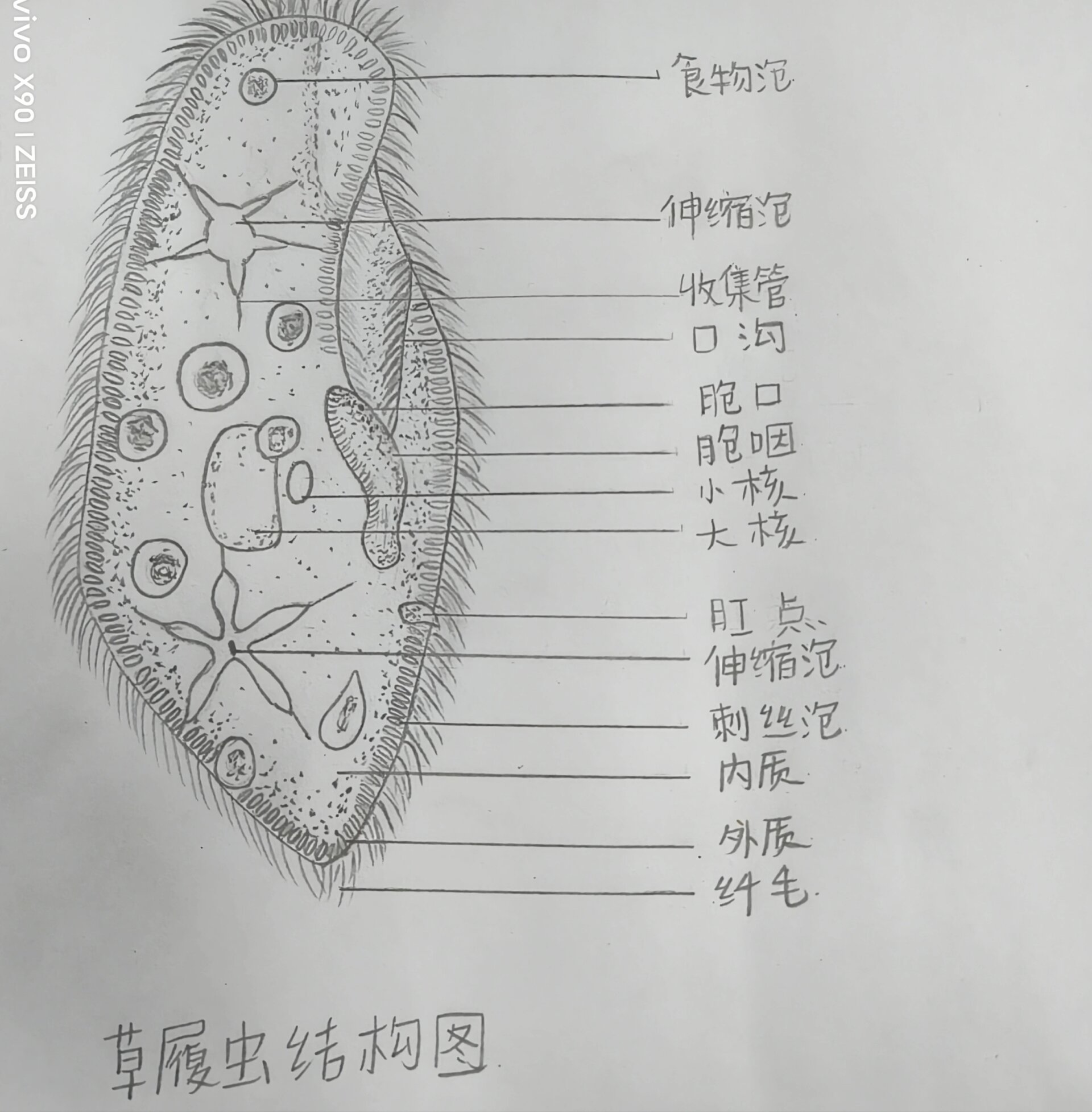 草履虫结构图 [偷笑][偷笑]