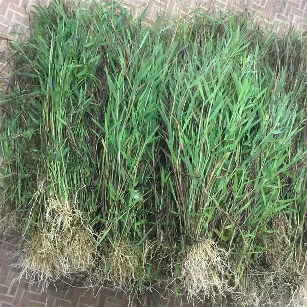 猫毛草潮州人凉茶 猫毛草潮州人的夏季必备饮品 猫毛草有利尿通淋