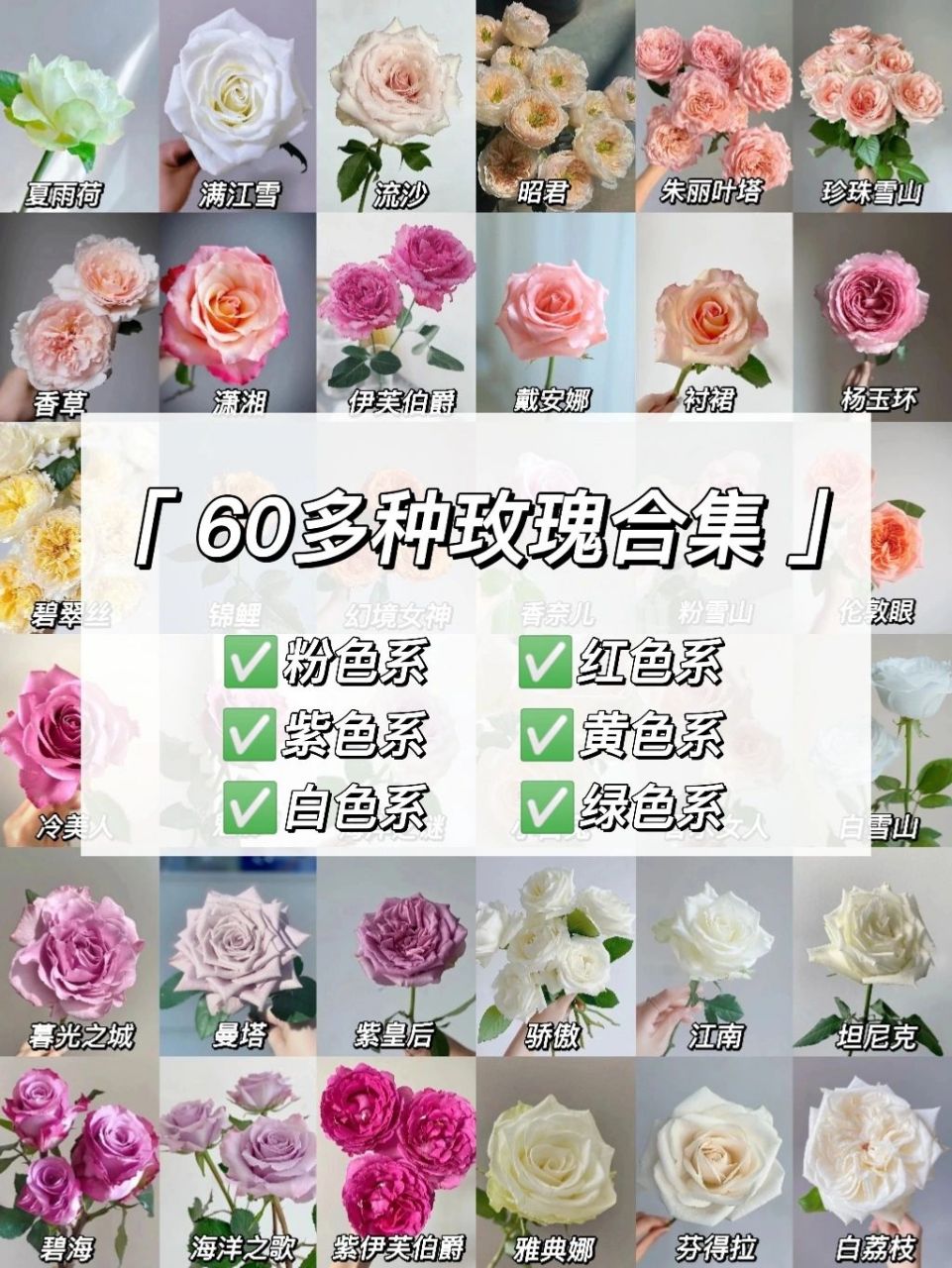 玫瑰图鉴|一次认识60多款玫瑰 按颜色分类 这些玫瑰你们都认识吗?
