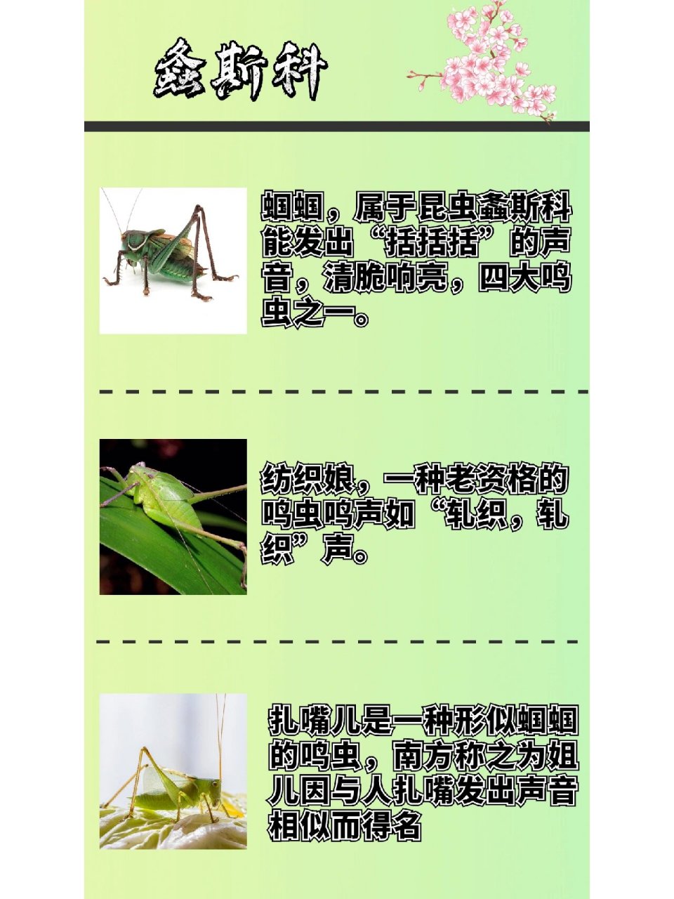 中国鸣虫的分类 中国鸣虫的分类 	 这次总结的只是很中国鸣虫的一小