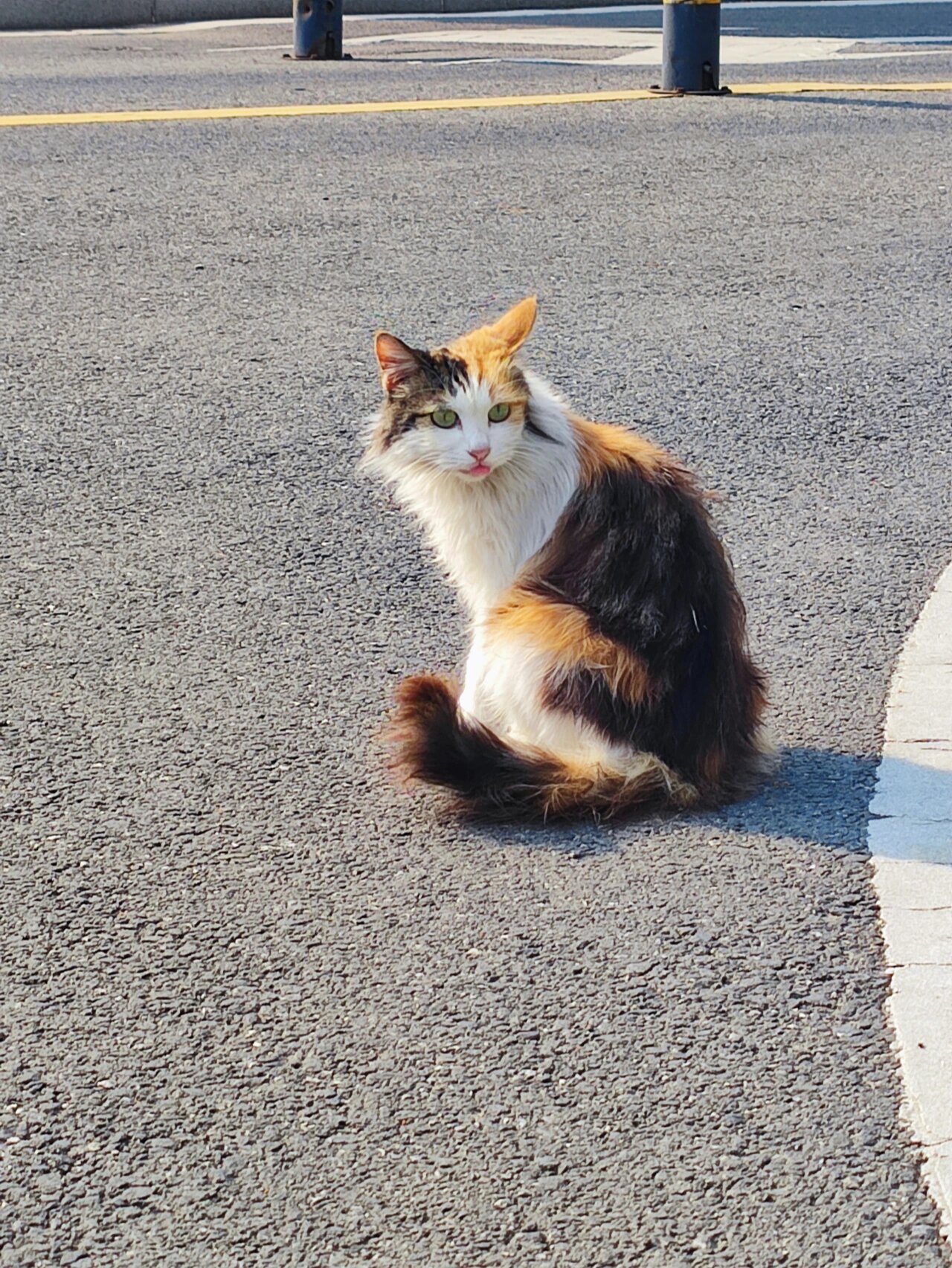 三花猫为什么有长毛的图片