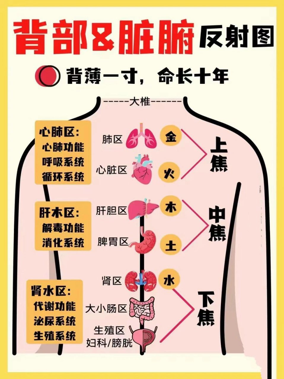 肝区疼痛位置图 正确图片