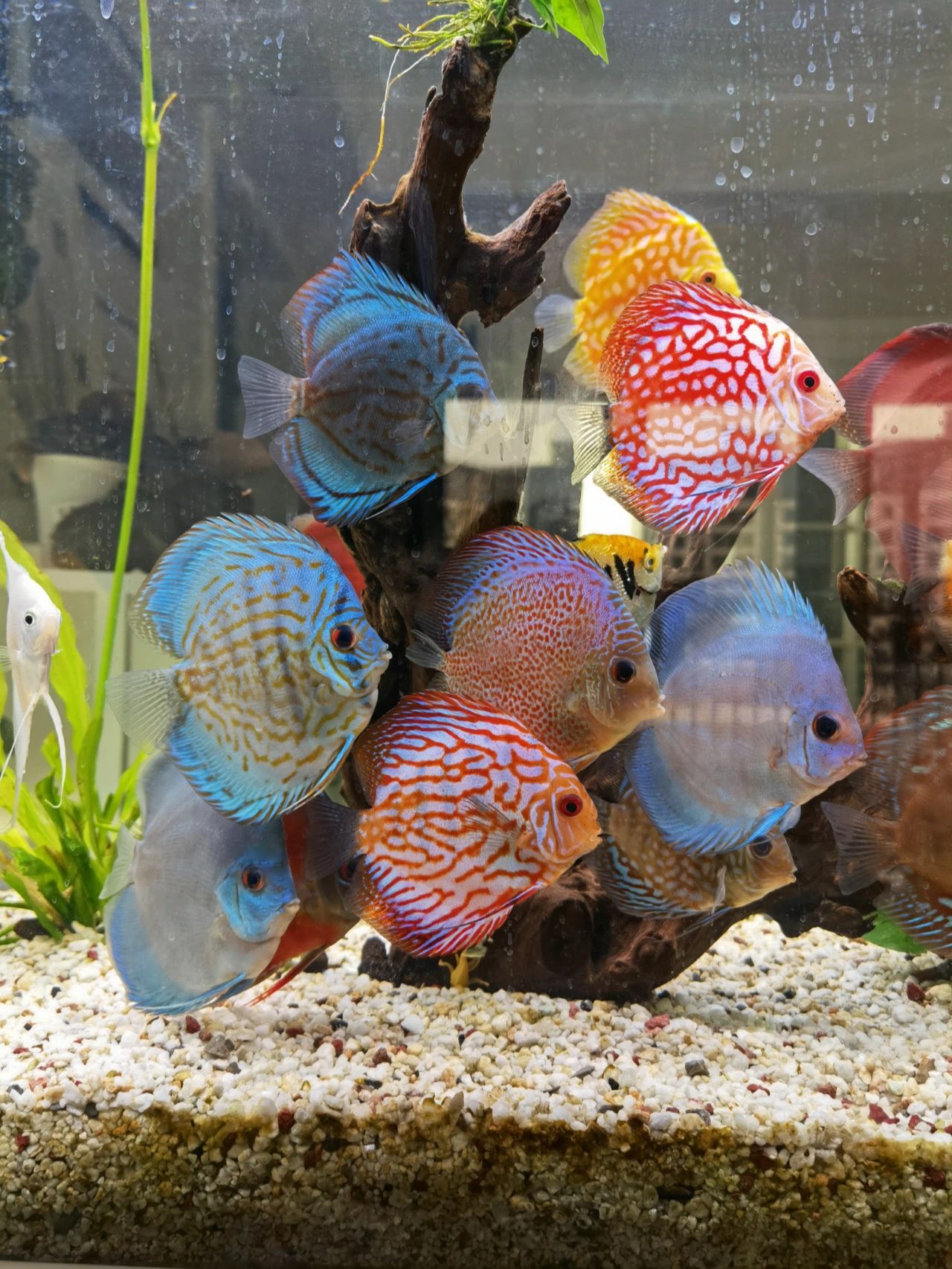 七彩神仙鱼之老头鱼