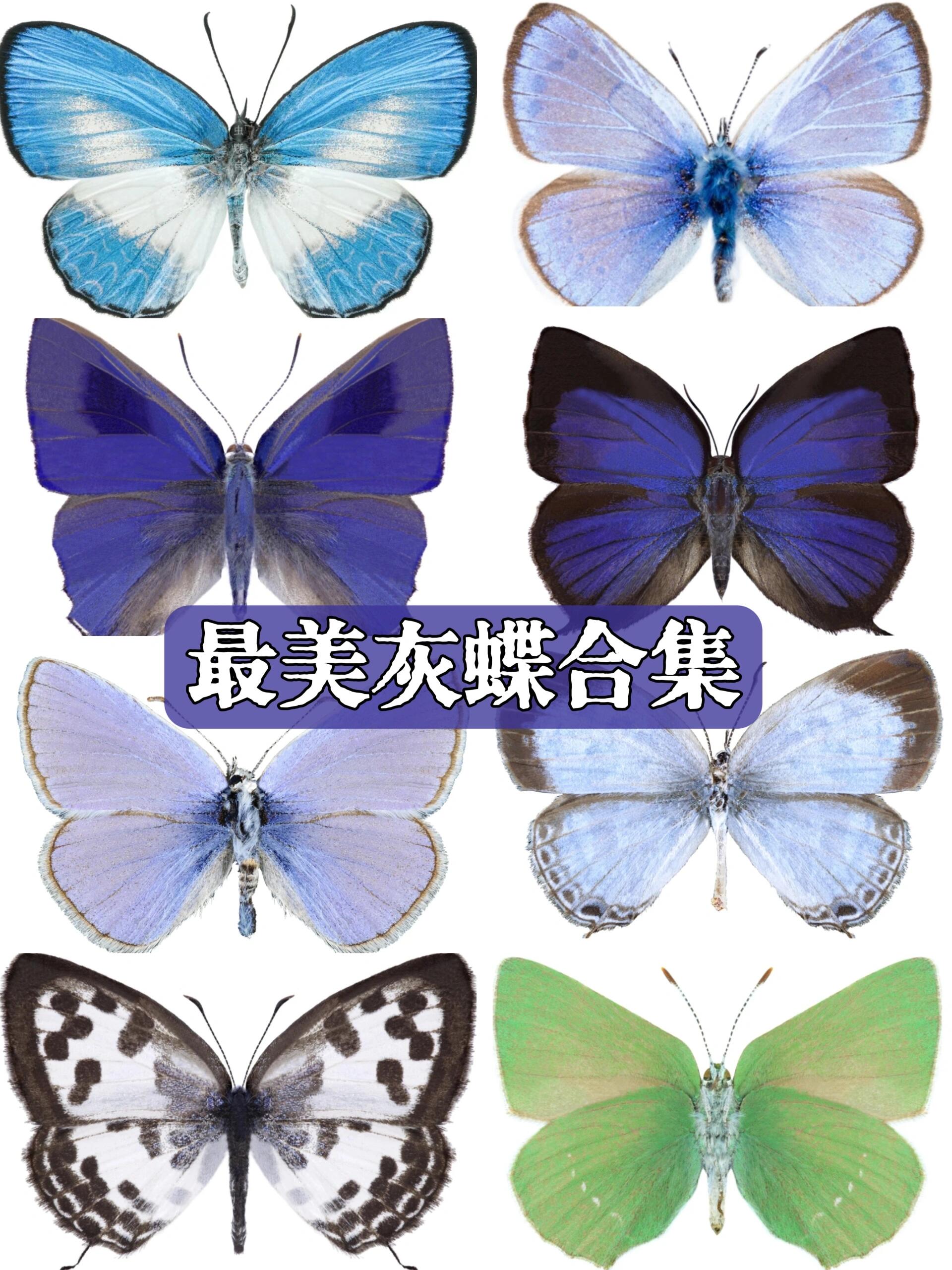 蝴蝶图鉴12|世界最美灰蝶合集1