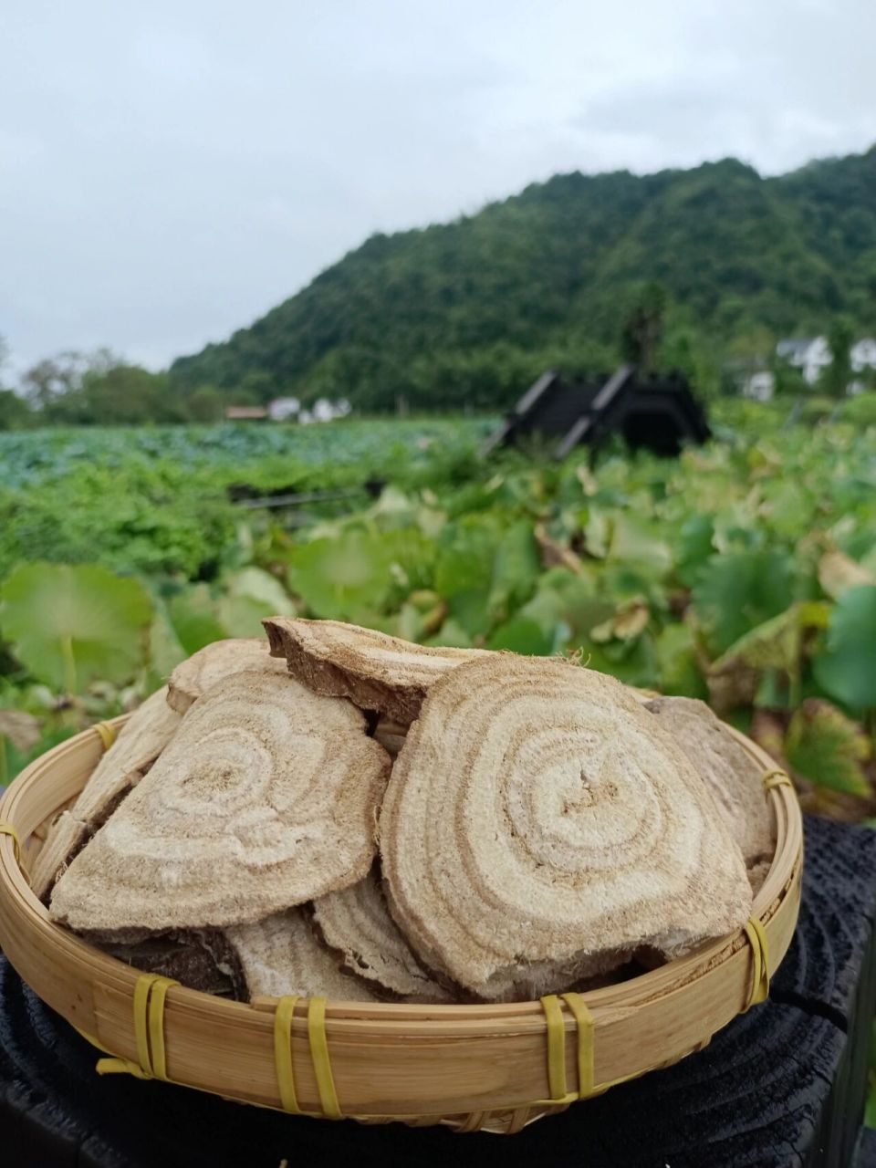 野生葛根分两种,野生粉葛和野生柴葛 很多人不知道,葛根有两种,一种是